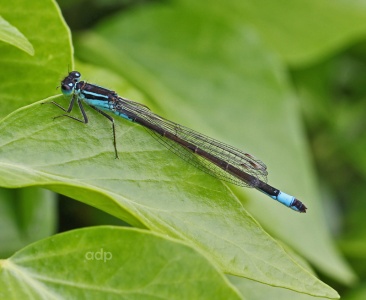 Blue-tailed Damselfly (Ischnura elegans) Alan Prowse